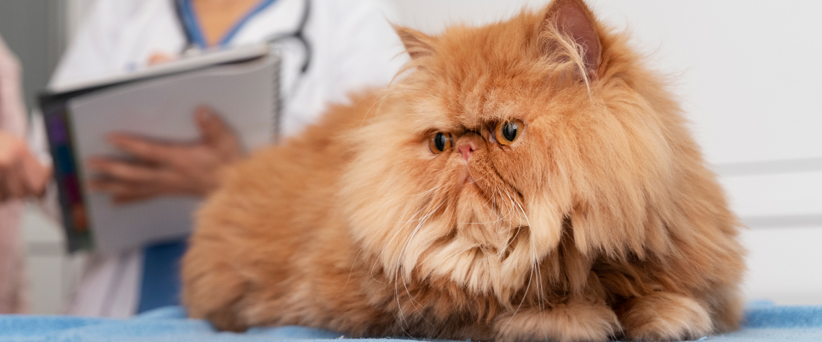 What are the Stages of Pet Cancer and their meaning?