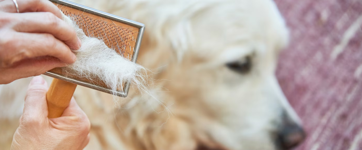 Hair loss in Senior Pets