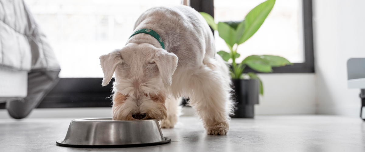 Feeding tips for Senior Pets