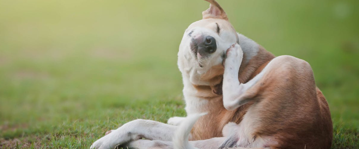 Senior Pet and Allergies