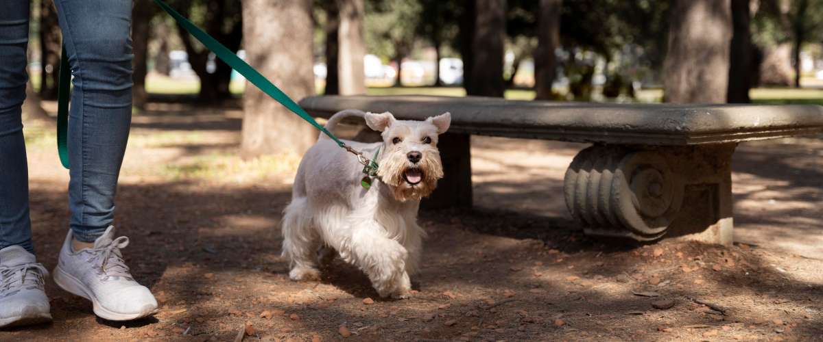 Low impact exercises for Senior Pets