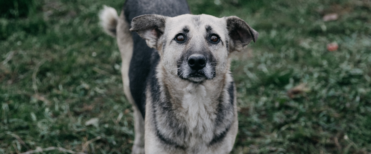 Bucket list for your Senior Pet