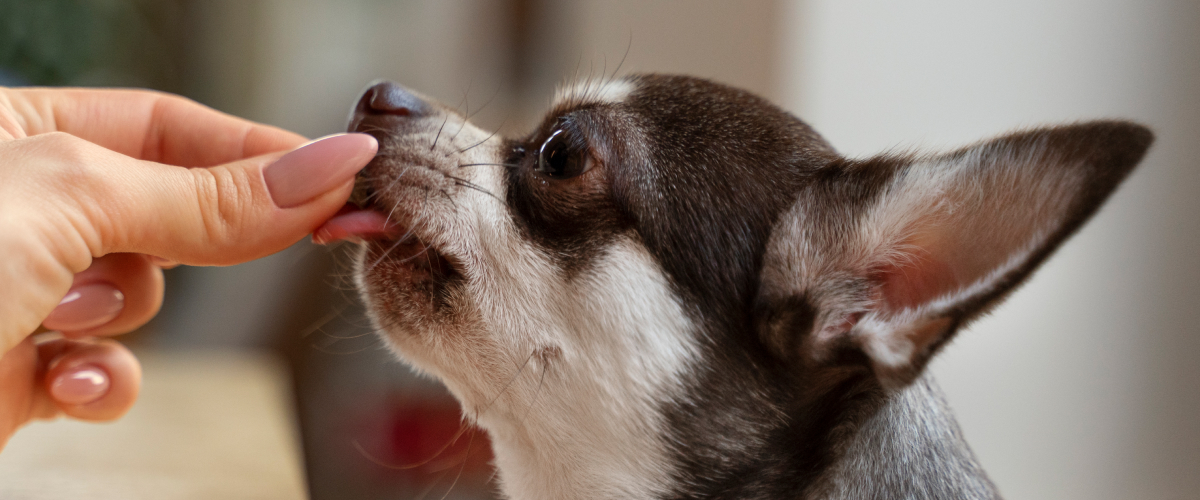 Caring for a Deaf Senior Pet