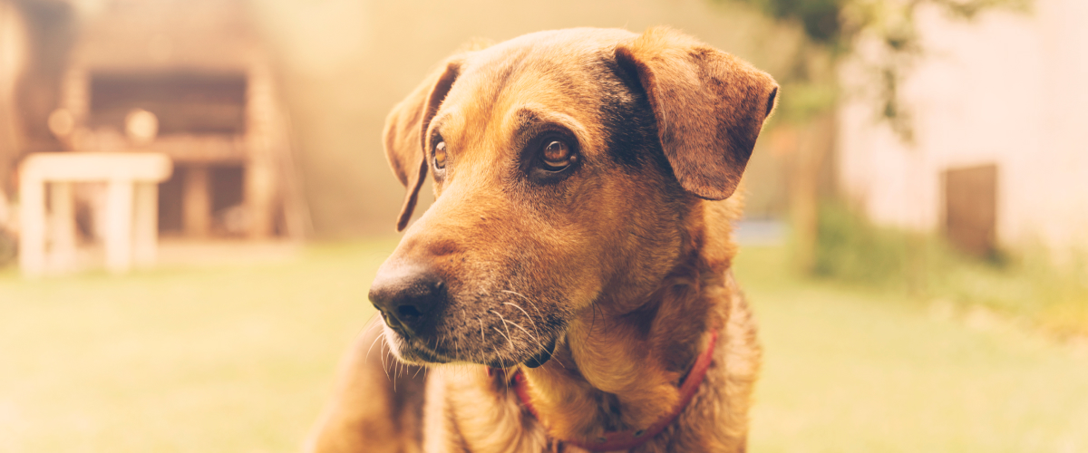 How to Prevent Common Emergencies in Senior Pets?