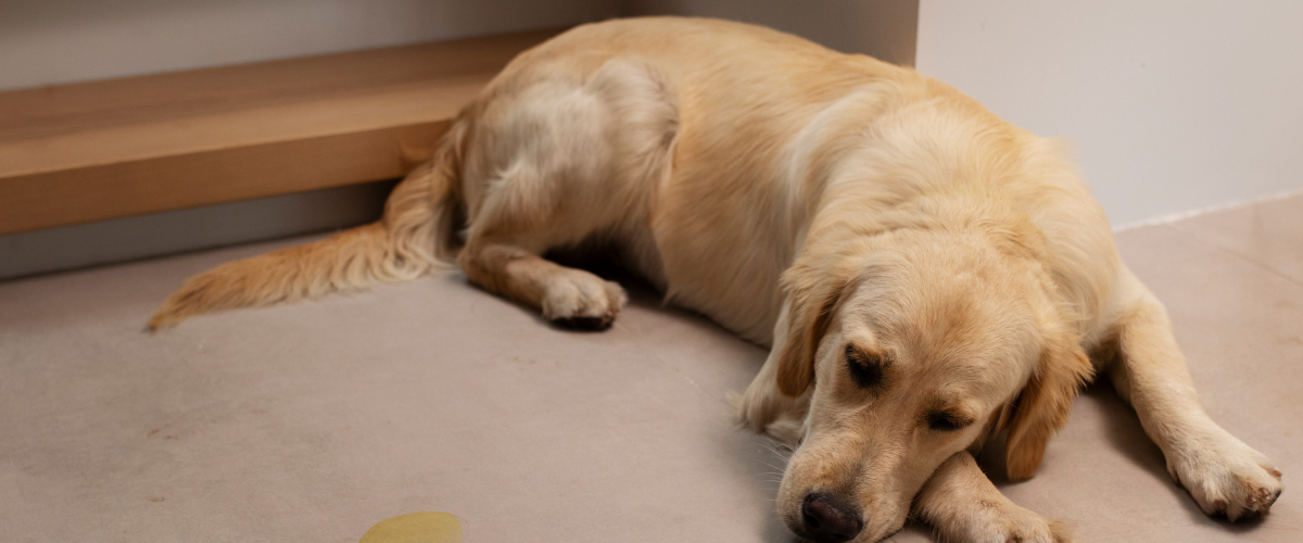 Ways to Care for a Pet with Urinary Incontinence