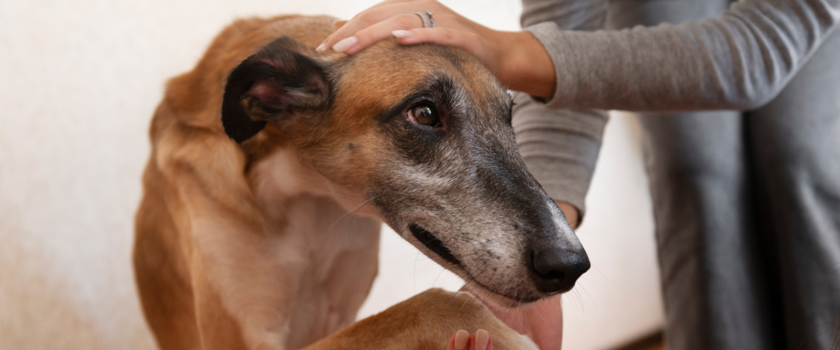 Does My Senior Dog Have Canine Cognitive Dysfunction?