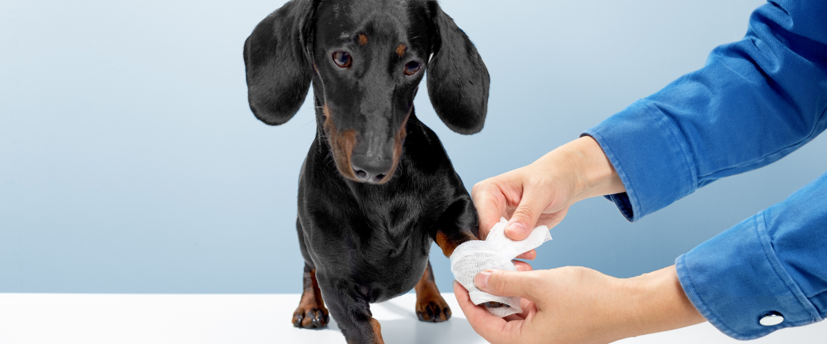 First Aid Tips for Pets