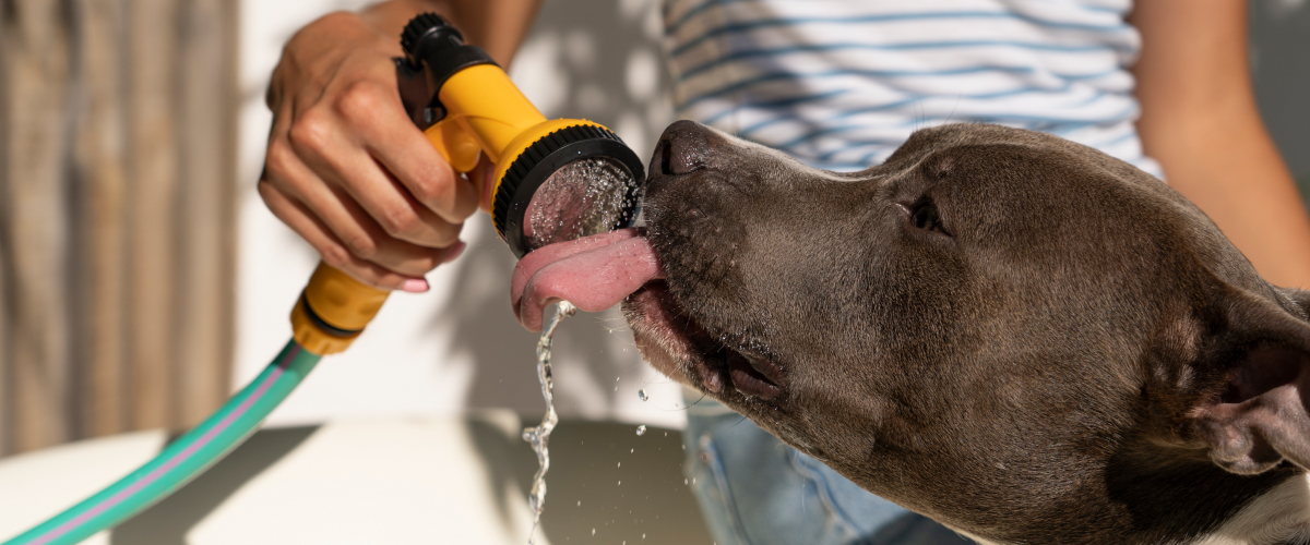 Importance of Pet Hydration