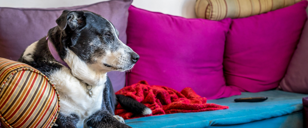 Home Hospice for Senior Pets