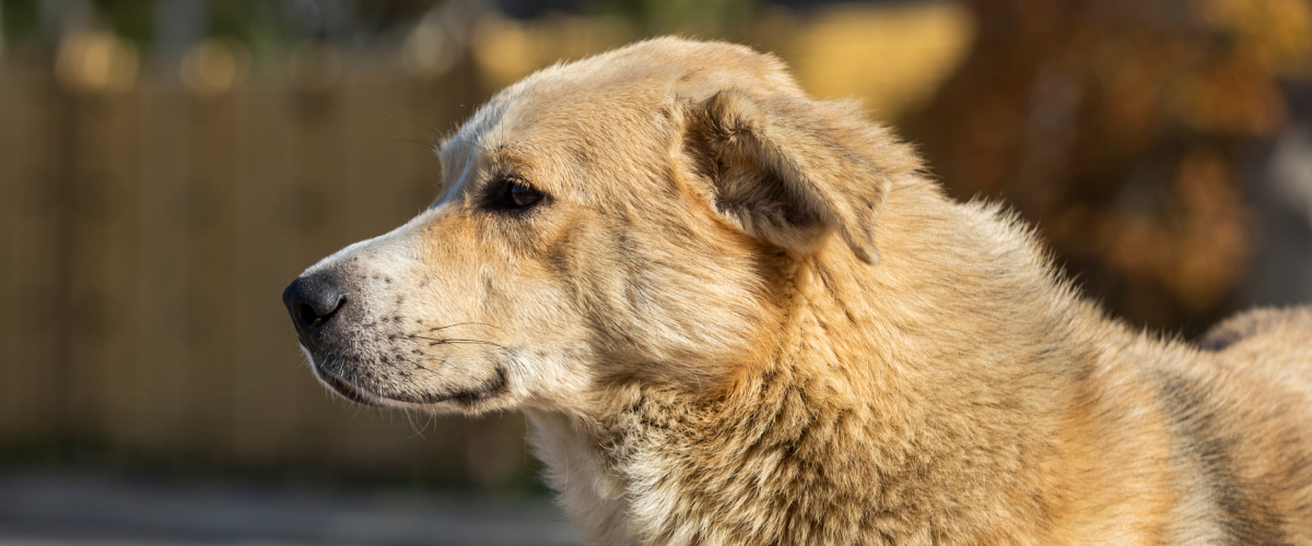 Panting and Senior Pets