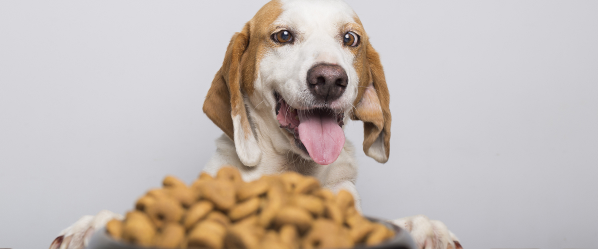 Changes in Senior Pet Appetite