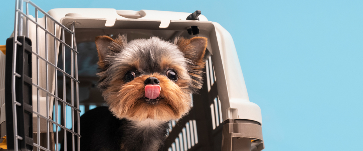 Travel Tips for Pets