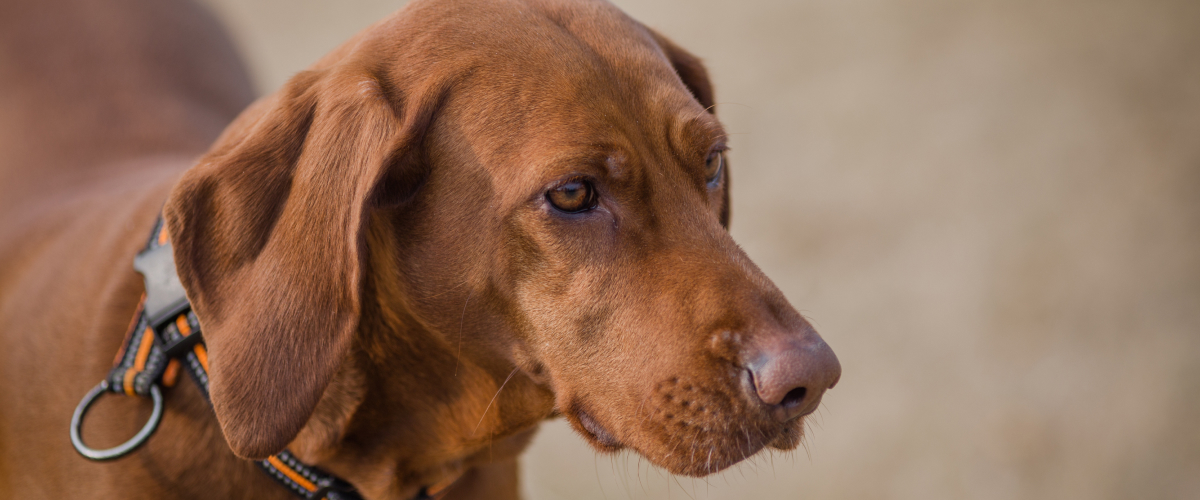 National Senior Pet Month