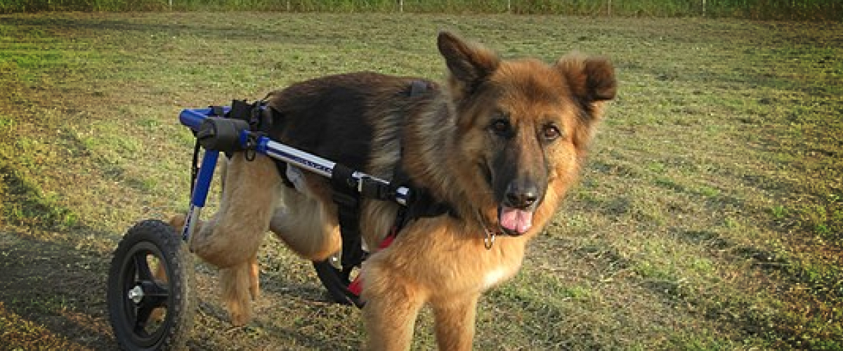 Ways to Care for your Paralyzed Pet