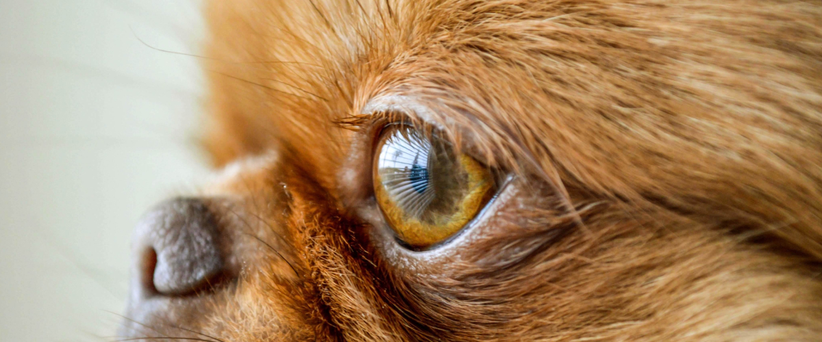 Eye Problems in Senior Pets