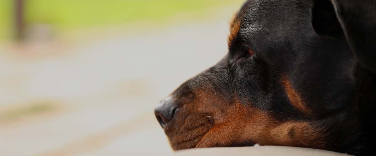 Dealing with Senior Pet Anxiety