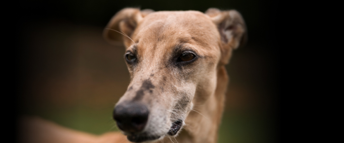 Dementia in Pets