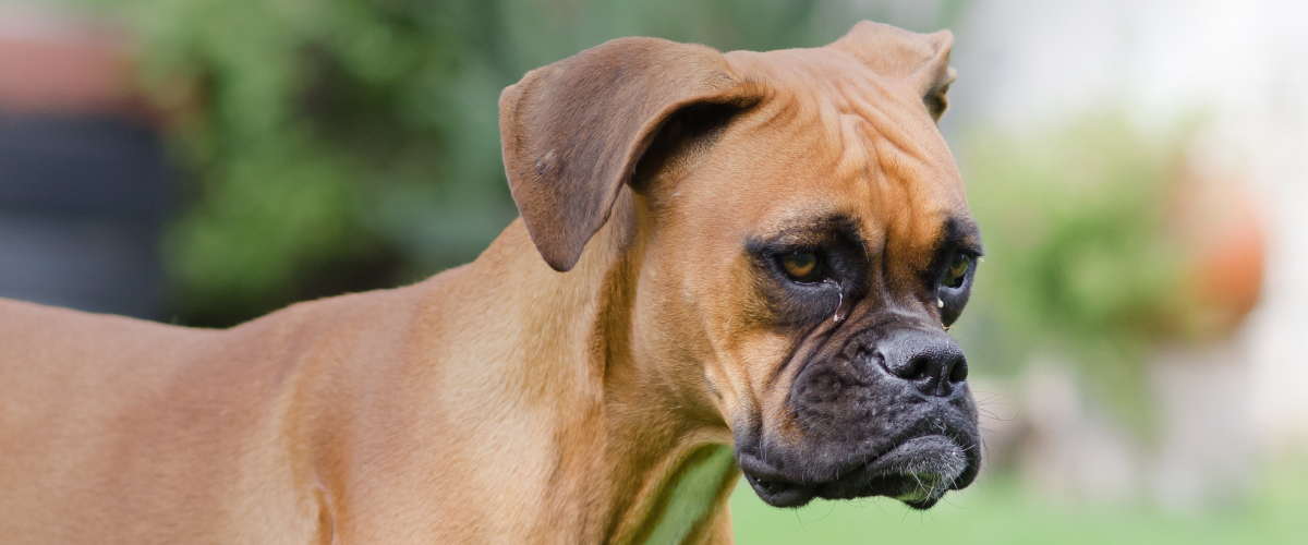 Learn About Boxer