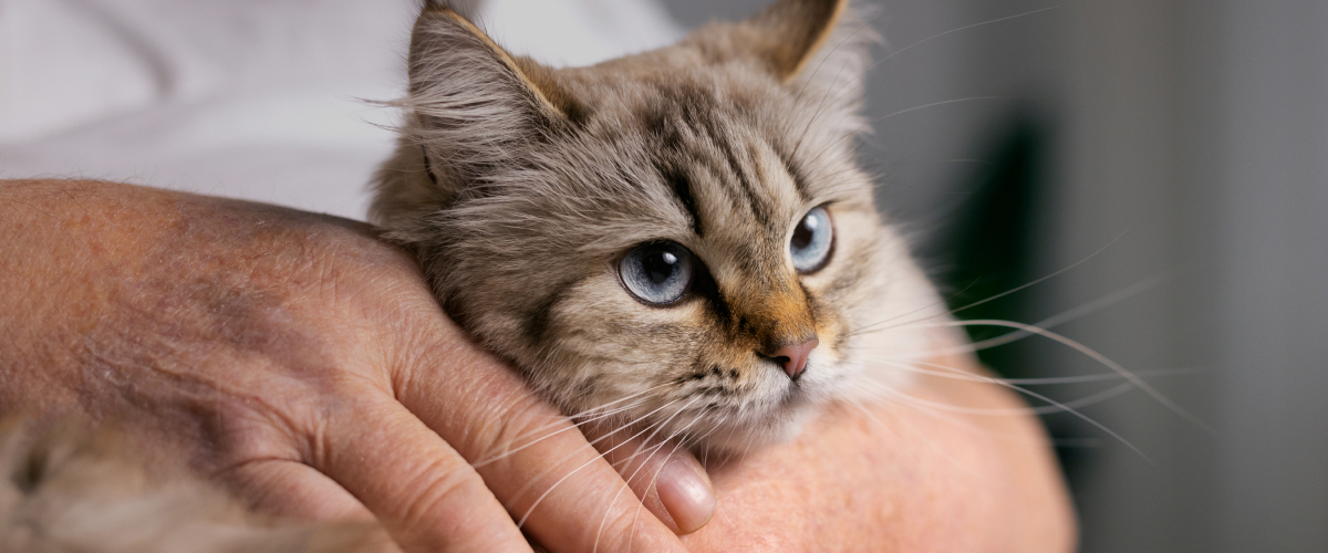 Senior Pet Care Costs