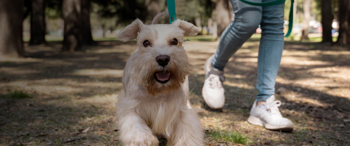 Why you should microchip your pet